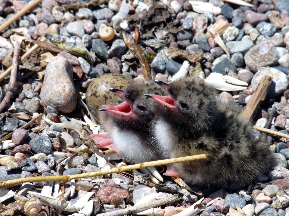 Common tern chicks