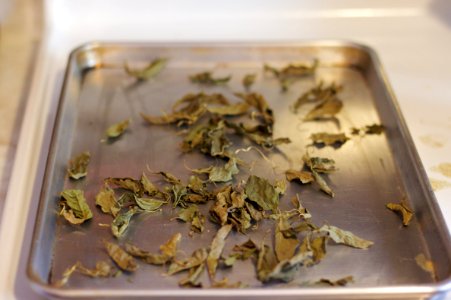 Basil Harvest: The drying stage
