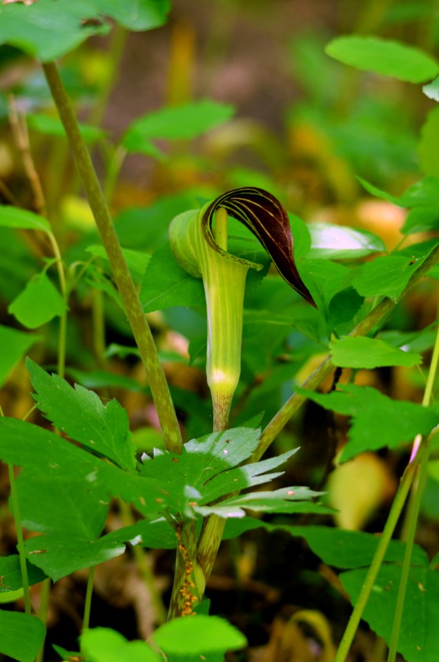 Jack-in-the-pulpit