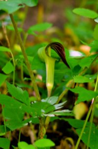 Jack-in-the-pulpit