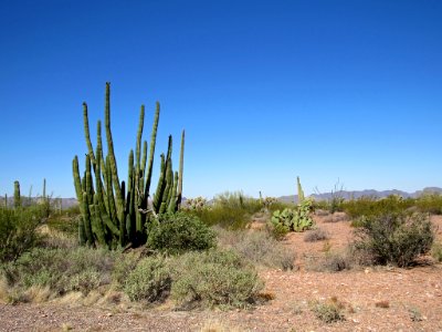 Organ Pipe Cactus NM in Arizona