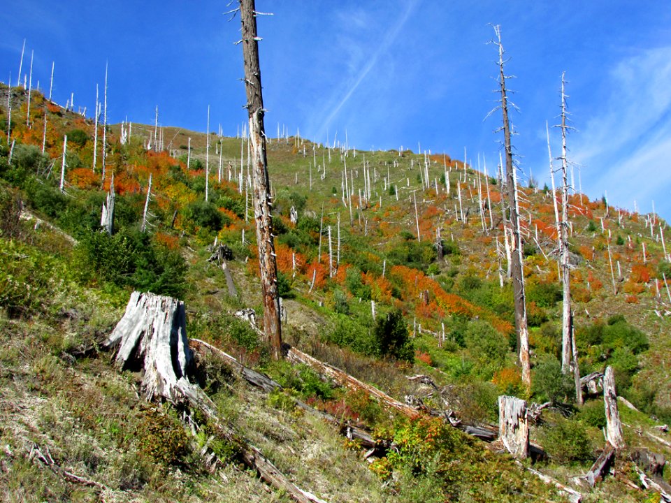 Mt. St. Helens NM in WA