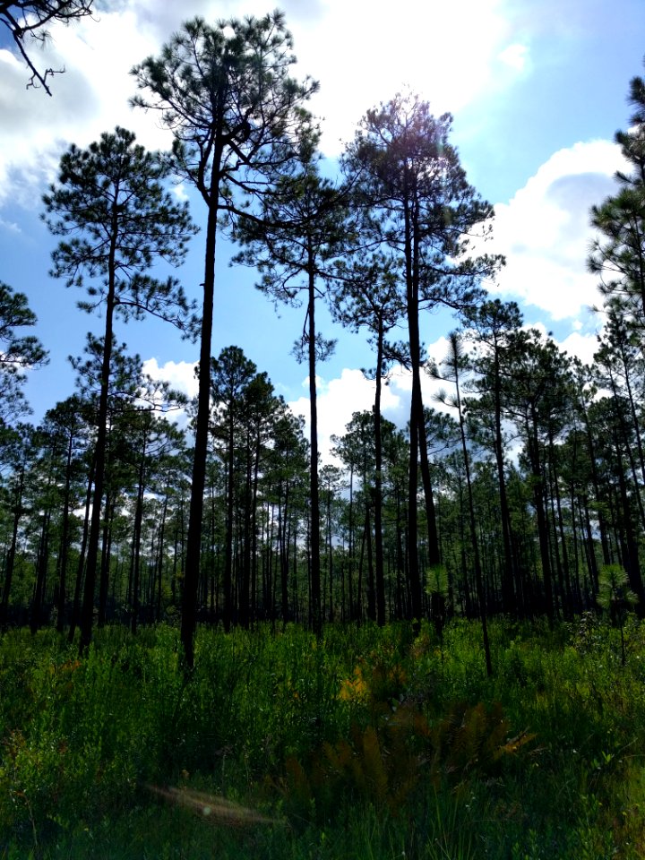 Long leaf Pine Savannah require 60 inches of rainfall Splinter Hill Bog Alabama
