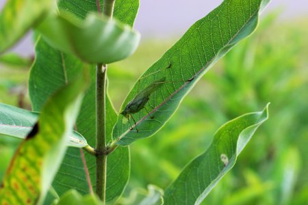 Katydid on Common Milkweed photo