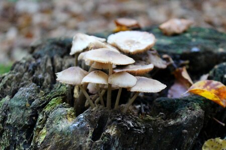 Nature mushrooms on tree autumn photo