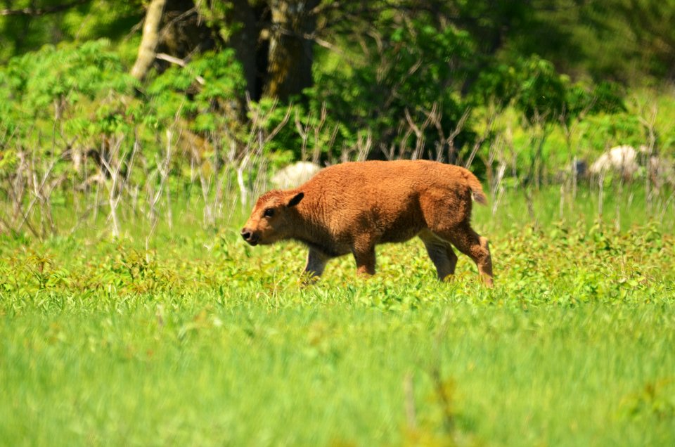 Bison Calf