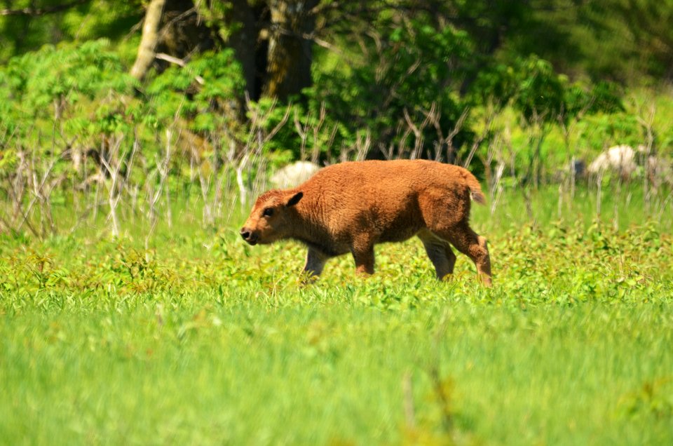 Bison Calf photo