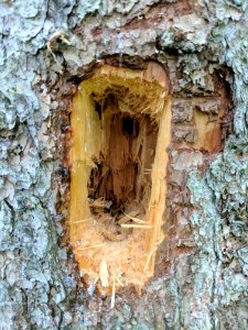 Pileated Woodpecker Hole photo