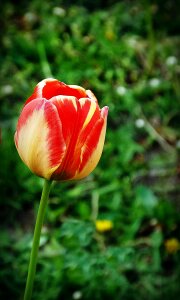 Spring sunlight flowers