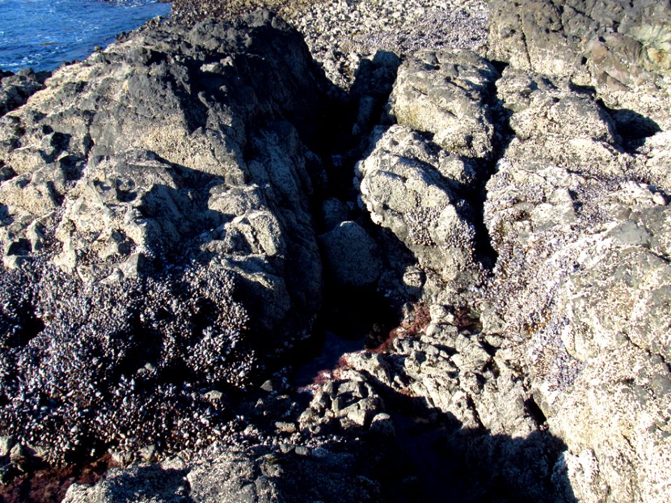 Cobble Beach at Yaquina Head in OR