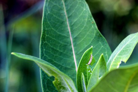 Monarch Caterpillar on Common Milkweed photo