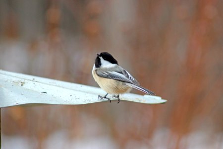 Black-capped Chickadee