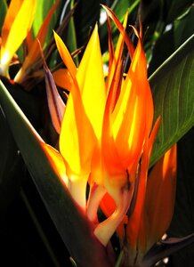 Exotic bright bloom