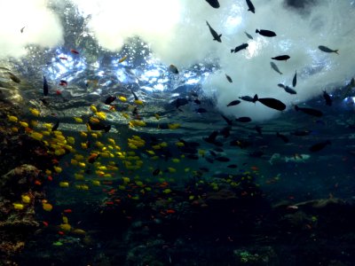 Waves in the Tropical Diver Exhibit Georgia Aquarium Atlanta