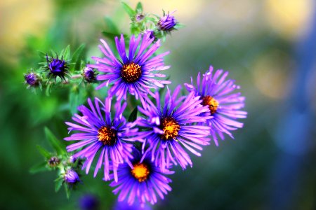 New England Aster photo