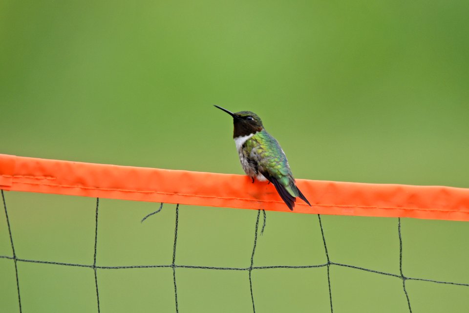 Ruby-throated hummingbird