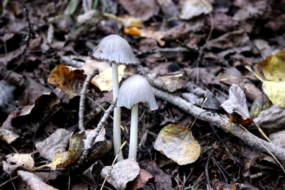 Fall Fungi