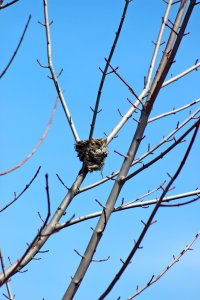 Bird Nest photo