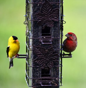 An American goldfinch and house finch visit the feeder photo