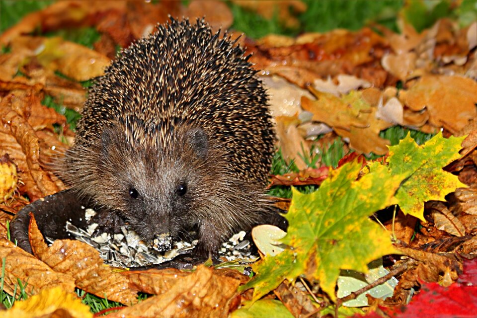 Erinaceus foraging fall foliage