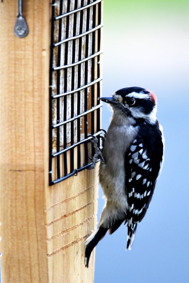 Downy Woodpecker