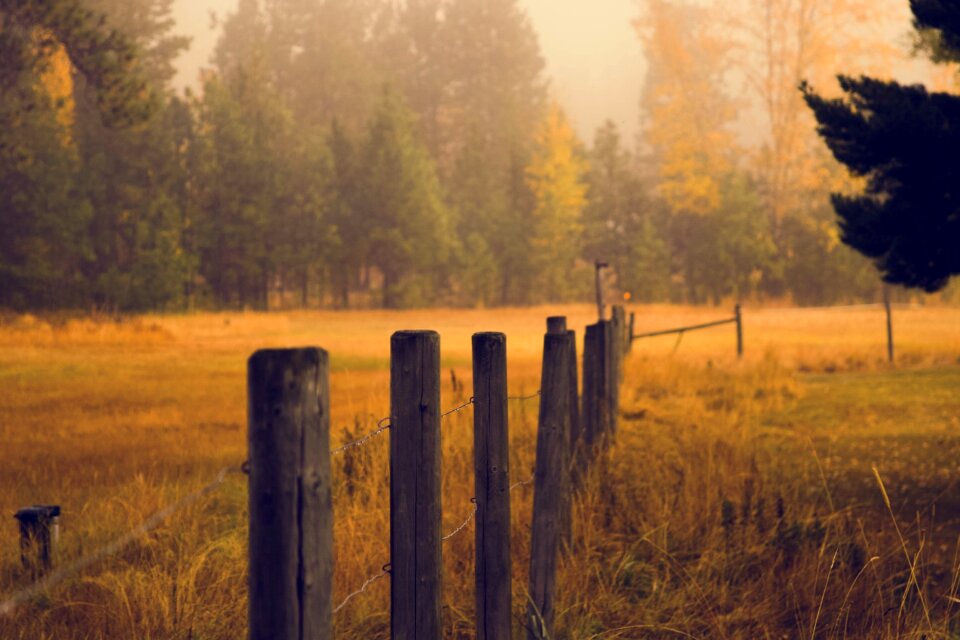 Meadow field posts