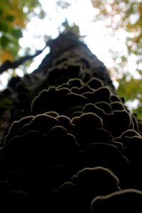 Fall Fungi