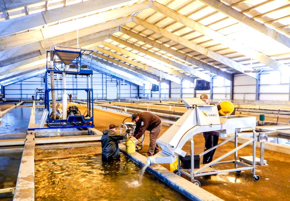 Staff conduct yearling lake trout monthly sample counts in the production building