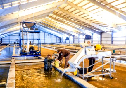 Staff conduct yearling lake trout monthly sample counts in the production building