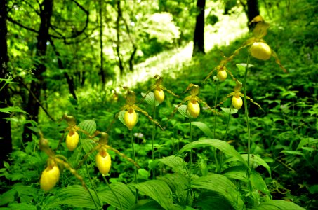 Yellow lady slippers in bloom