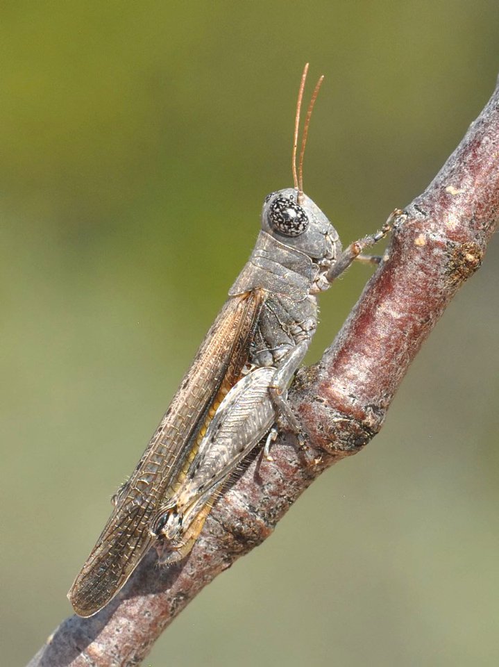 Desert Clicker, Ligurotettix coquilletti