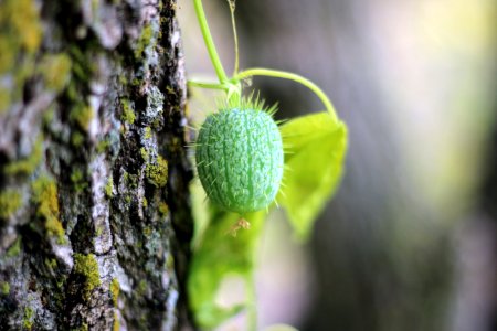 Wild cucumber