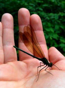 Male Ebony Jewelwing Damselfly photo