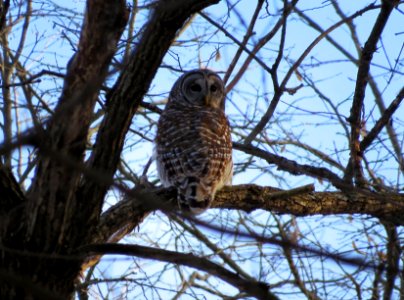 Barred owl perched in a tree photo