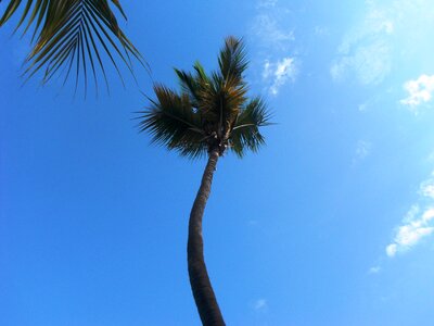 Palma caribbean tropics
