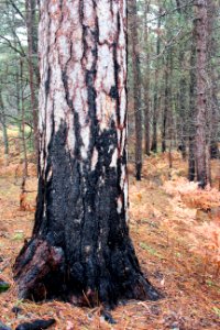 Red Pine at Seney National Wildlife Refuge