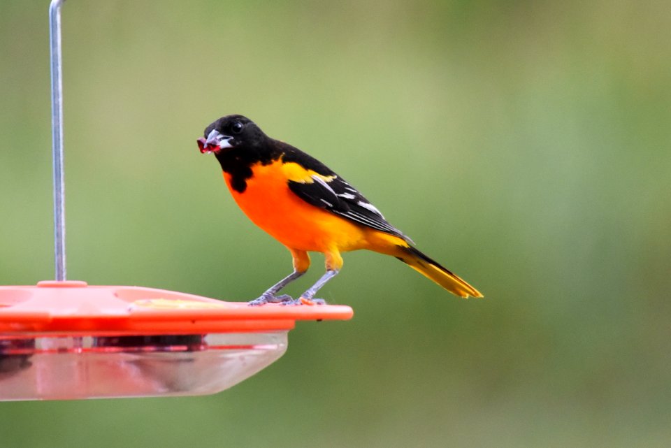 Baltimore oriole photo