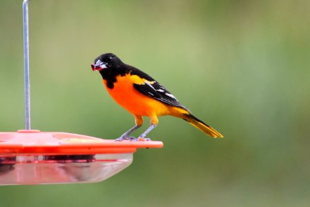 Baltimore oriole