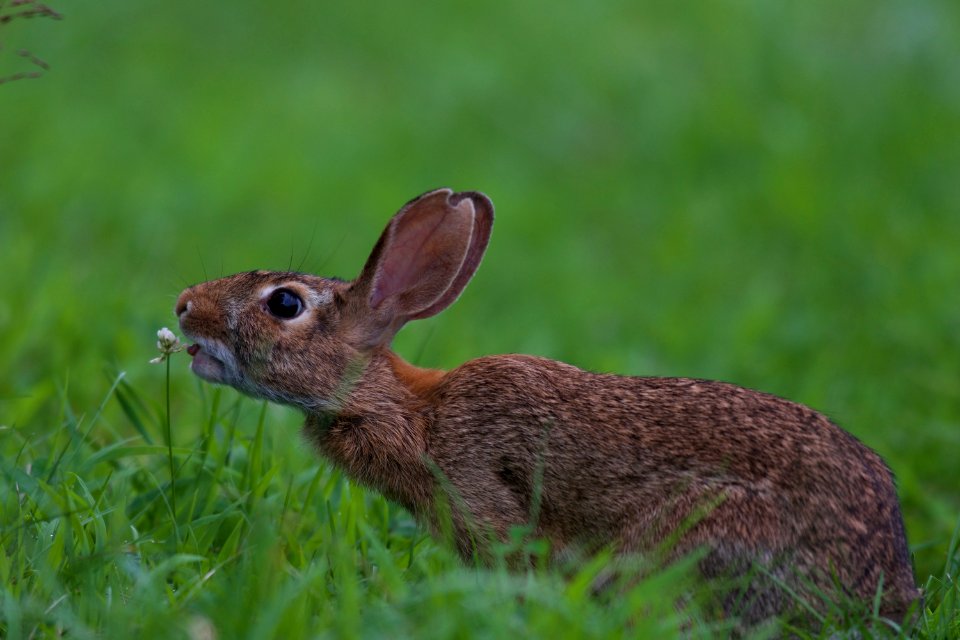 Eastern Cottontail Rabbit