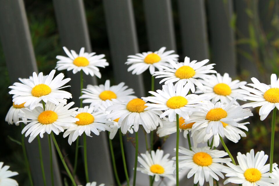Plant daisies nature