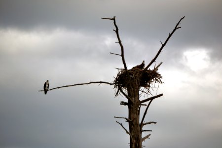 Osprey at Tamarac National Wildlife Refuge photo