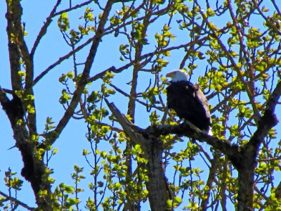 Bald Eagle at Steigerwald Lake NWR in WA