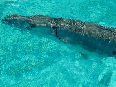 B-b-b-b- barracuda!