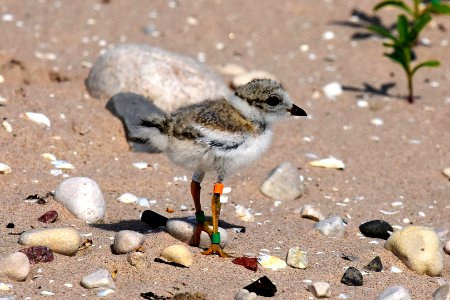A banded piping plover chick