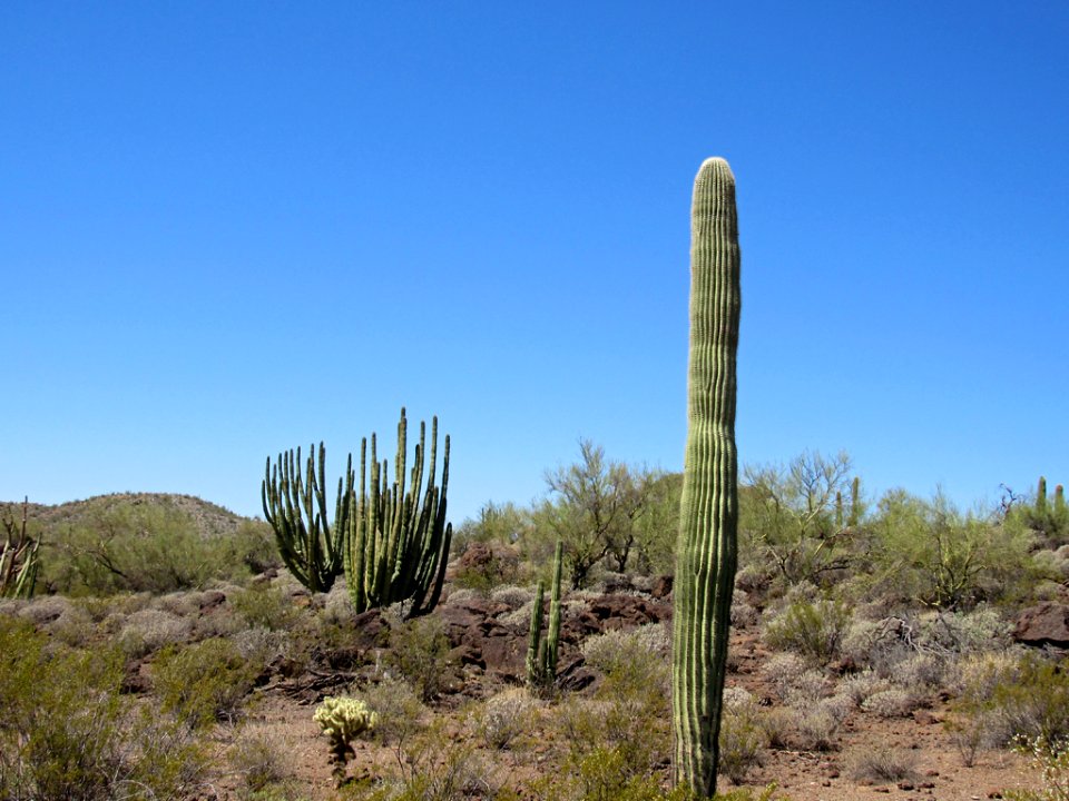Organ Pipe Cactus NM in Arizona