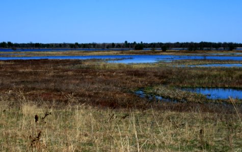 Necedah Wetland photo