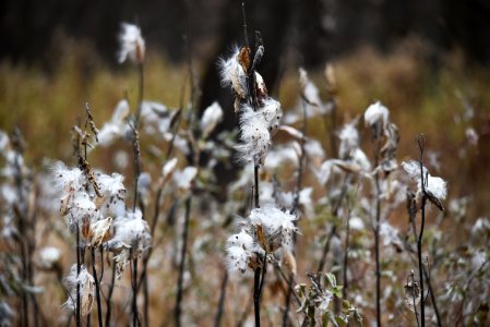 Common milkweed seeds at Crane Meadows National Wildlife Refuge