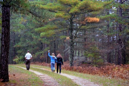 Calling birds at Seney National Wildlife Refuge photo