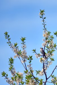 Song sparrow singing in a tree