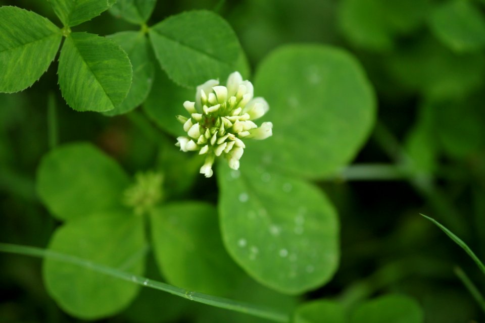 Running Buffalo Clover